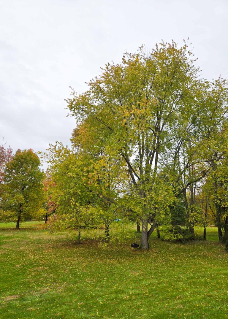 The Little Things Newsletter #493 Lots of life, laughter,